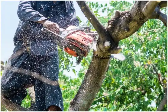 tree services Bucoda